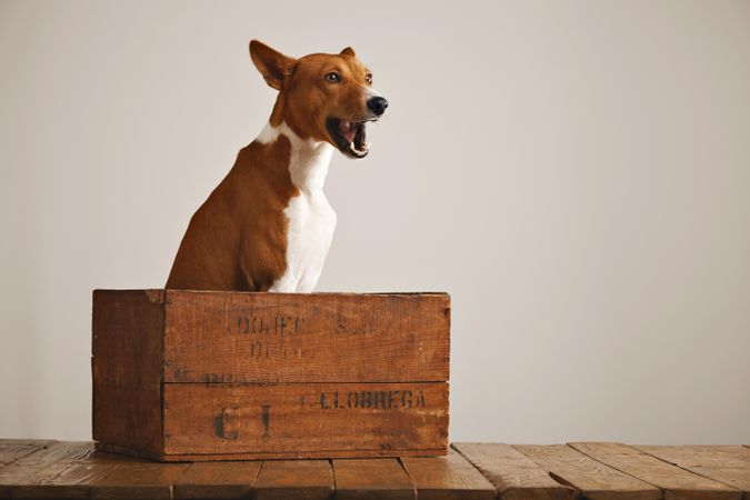 Dog barking in wooden box