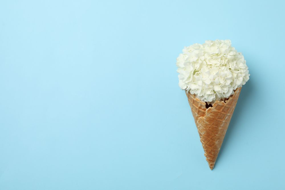 Waffle cone with hydrangea on blue background. Spring plant