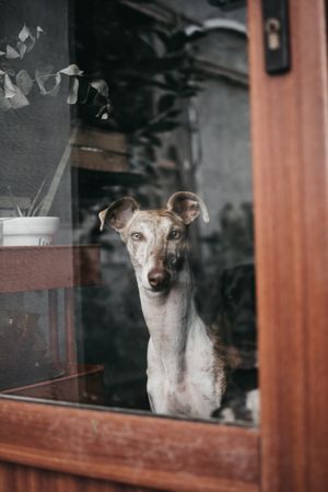 Cute dog behind window