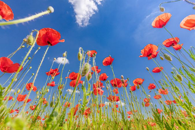 Poppies in a field, blue sky