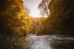 River in the middle of the forest