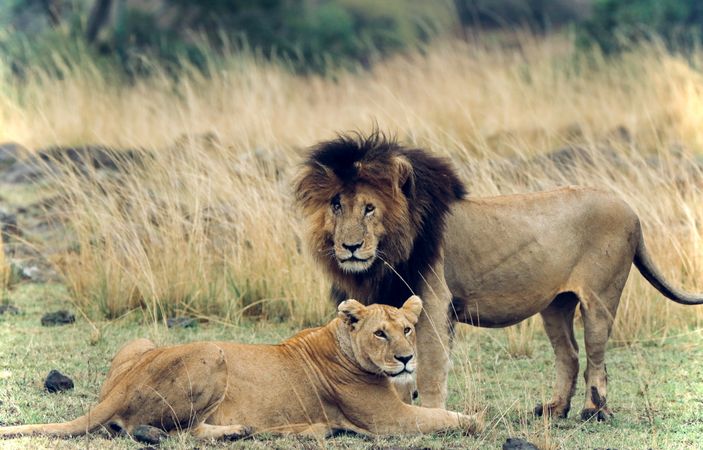 Lion and lioness on green grass field