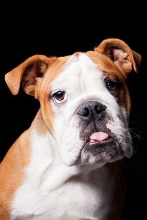 Amazing dog staring at camera