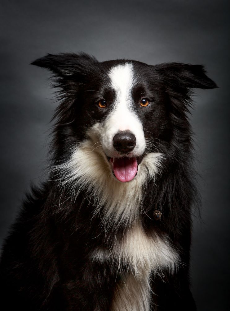 Amazing dog staring at camera