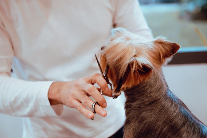 Crop groomer trimming fur of little dog
