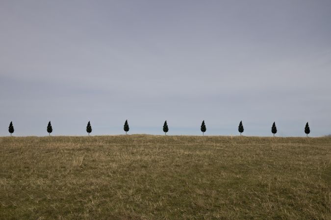 Trees in a row on a field