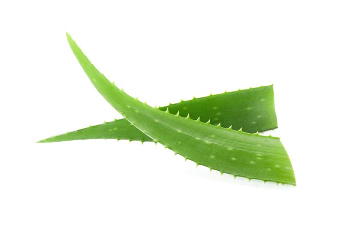 Aloe vera fresh leaves isolated on plain background. Treatment plant