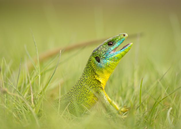 Green lizard sitting in grass