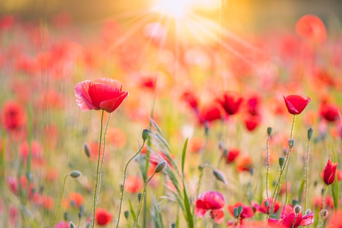 Close up of red flowers blooming in a field