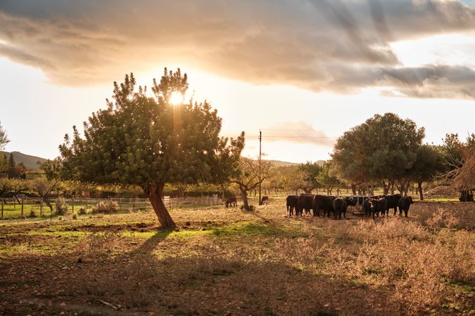 Herd of cows grazing in countryside
