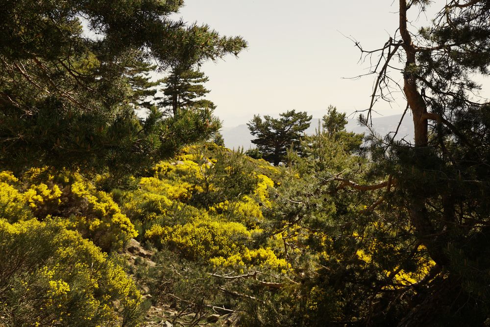 Picturesque landscape of green bushes and mountains