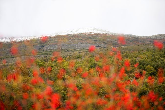 Small red flowers near mountains on cloudy day
