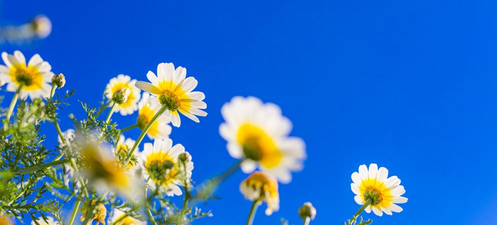 Wide banner of daisies against the sky