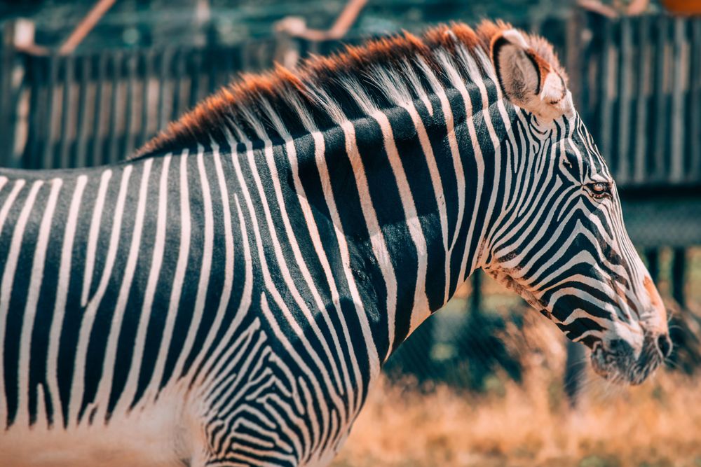 Zebra standing on brown grass field