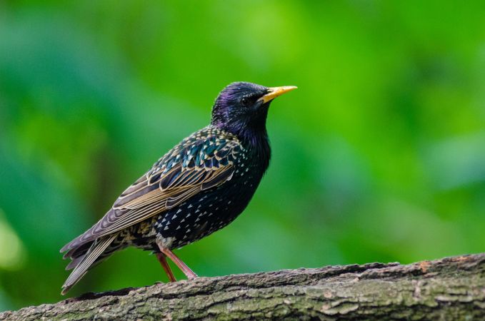 Starling bird perched on tree