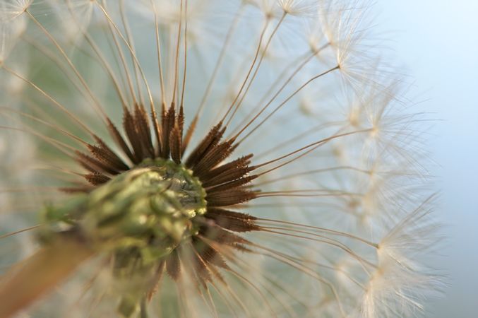 Dandelion Macro Shot