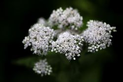 Common Boneset in McGregor, Minnesota