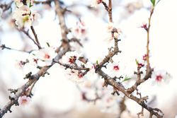 Branches of blooming tree