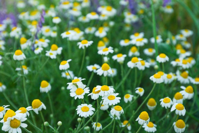 Beautiful field daisies as background, space for text