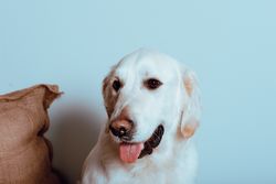 Big Labrador looking at camera