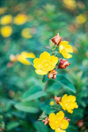 Yellow ranunculus flowers in the garden