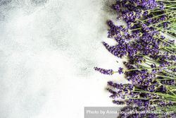 Fresh lavender flowers in a row on side of frame 5r9Onp