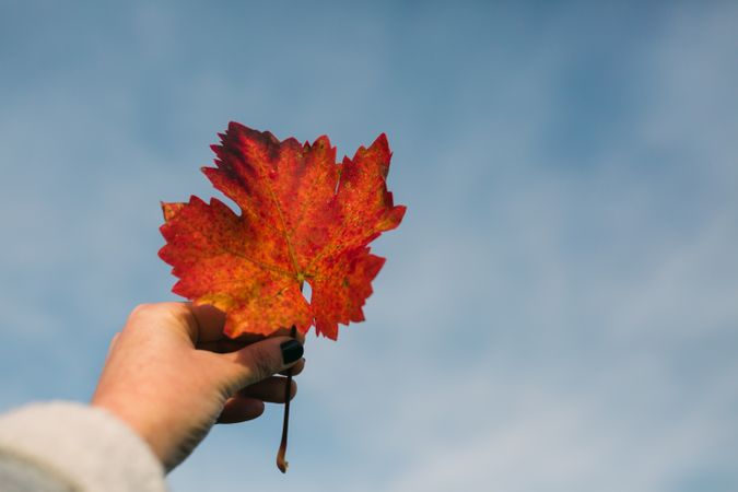 Crop hand holding autumn leaf against sky