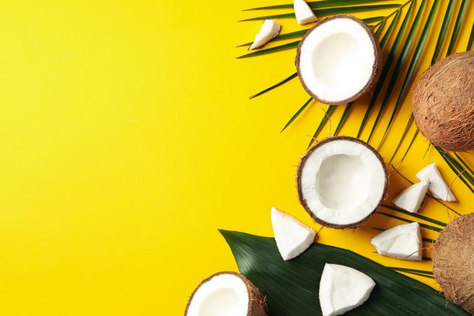 Coconut and palm branch on yellow background. Tropical fruit