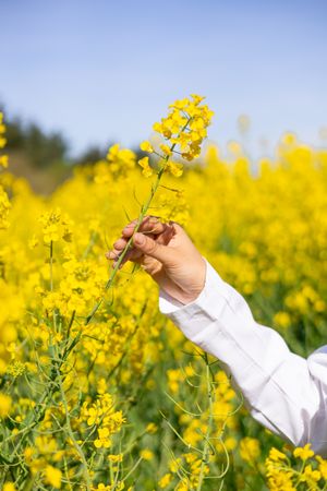 Flowering rapeseed crop protection and plant health