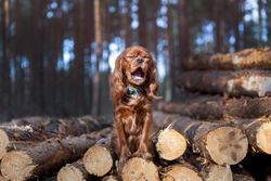 Cavalier spaniel atop logged trees