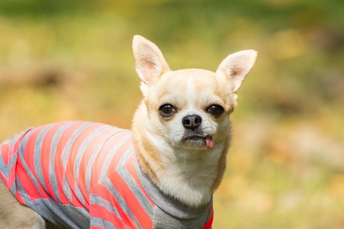 Beige chihuahua with tongue out in grey and red striped shirt