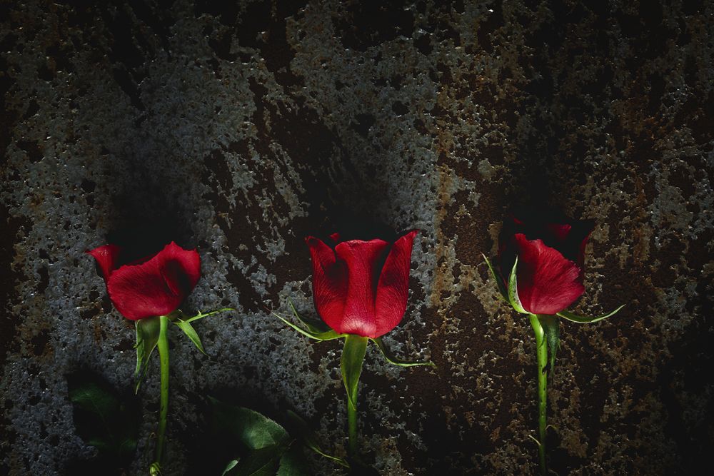 red roses with dark background