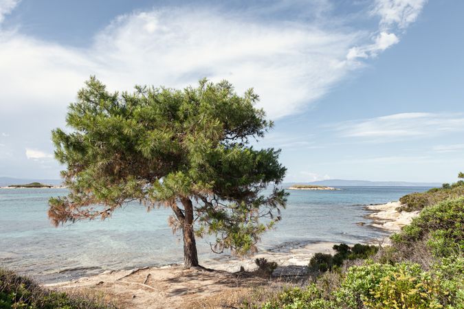 Green tree on picturesque coastline