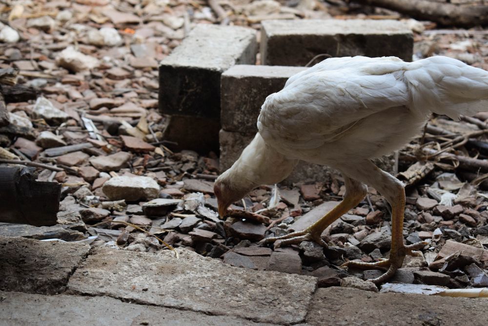 Chicken pecking in rocky ground
