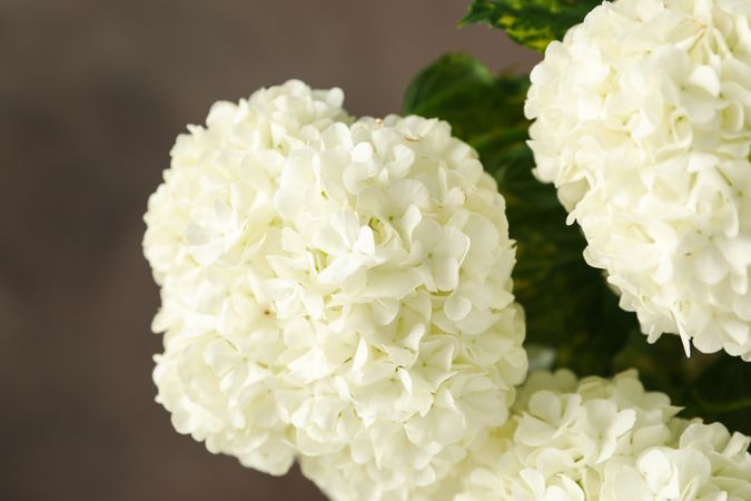 Beautiful hydrangea flowers, close up. Spring plant
