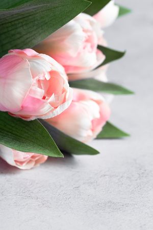 Tulips close up