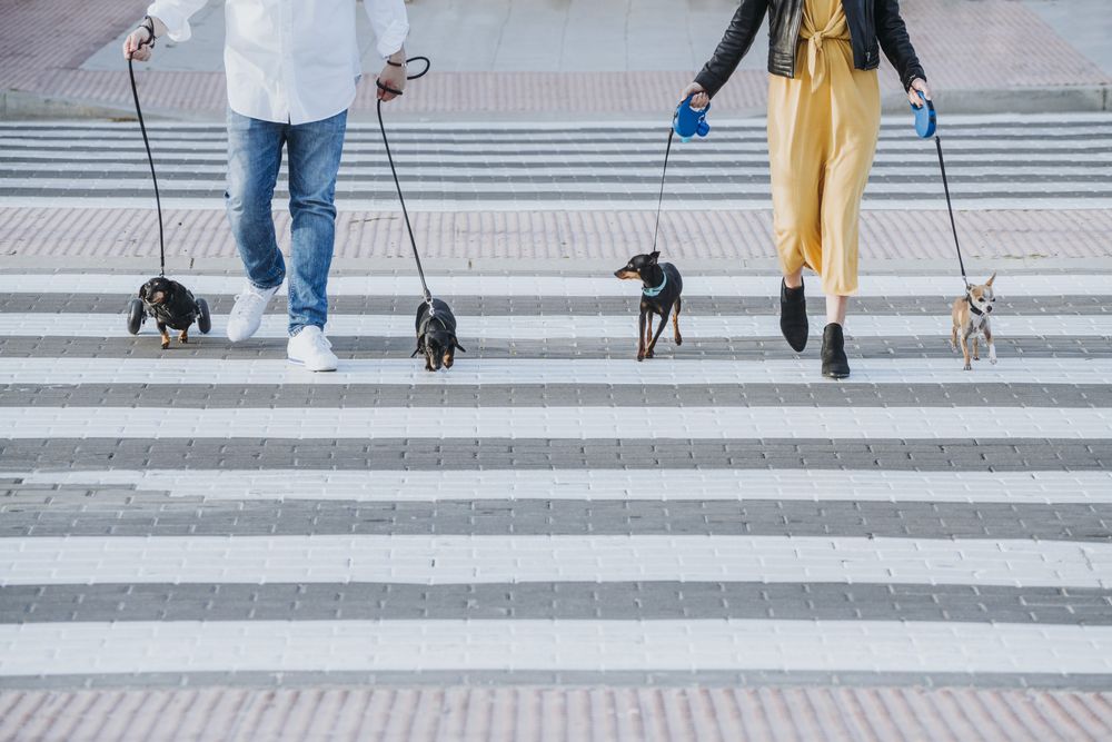 Couple walking with dogs and pet with wheelchair on street