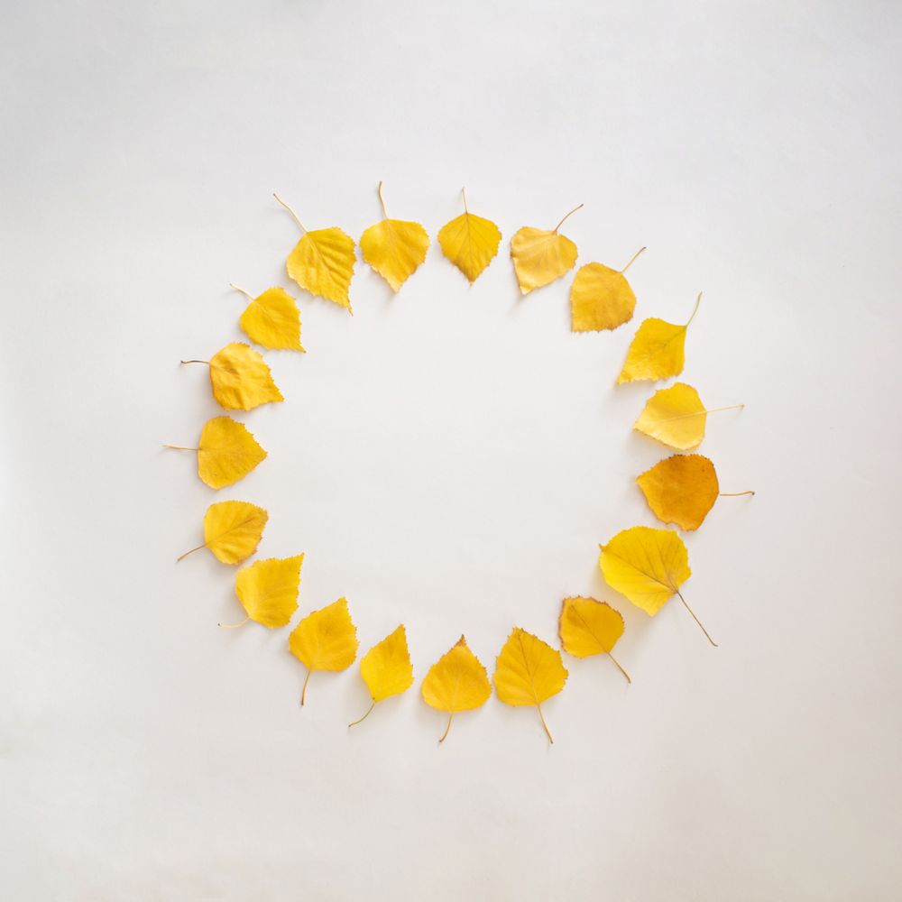 Seasonal flat lay of yellow leaves in a circle on plain background