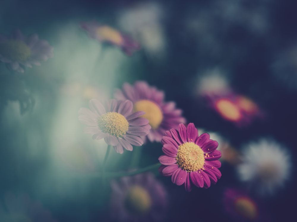 Pretty flower growing in garden