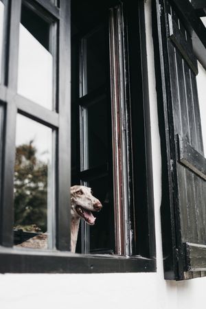 Cute dog looking through window