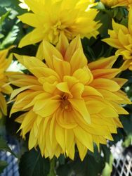 Yellow dahlia, close up