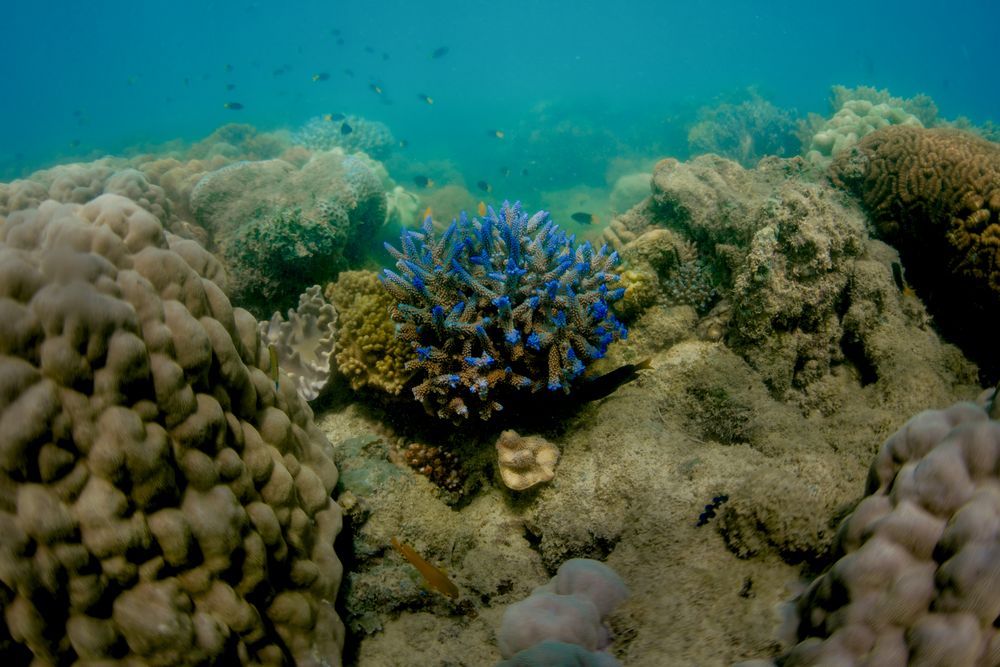 Different colored corals in sea