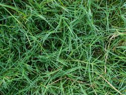 green grass