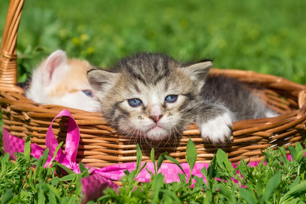 Two tabby kittens in brown woven basket