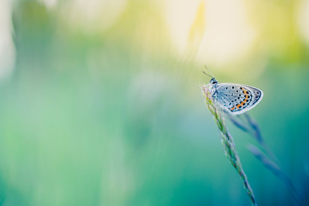 Moth with wing pattern on long grass