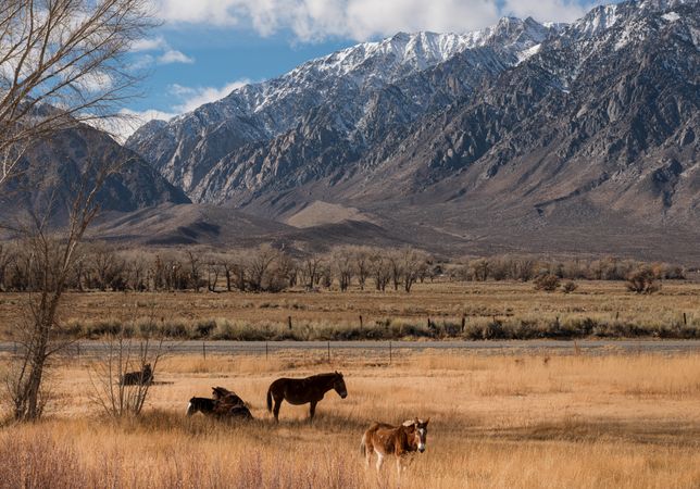 Field with horses and snow-capped Sierra Mountains