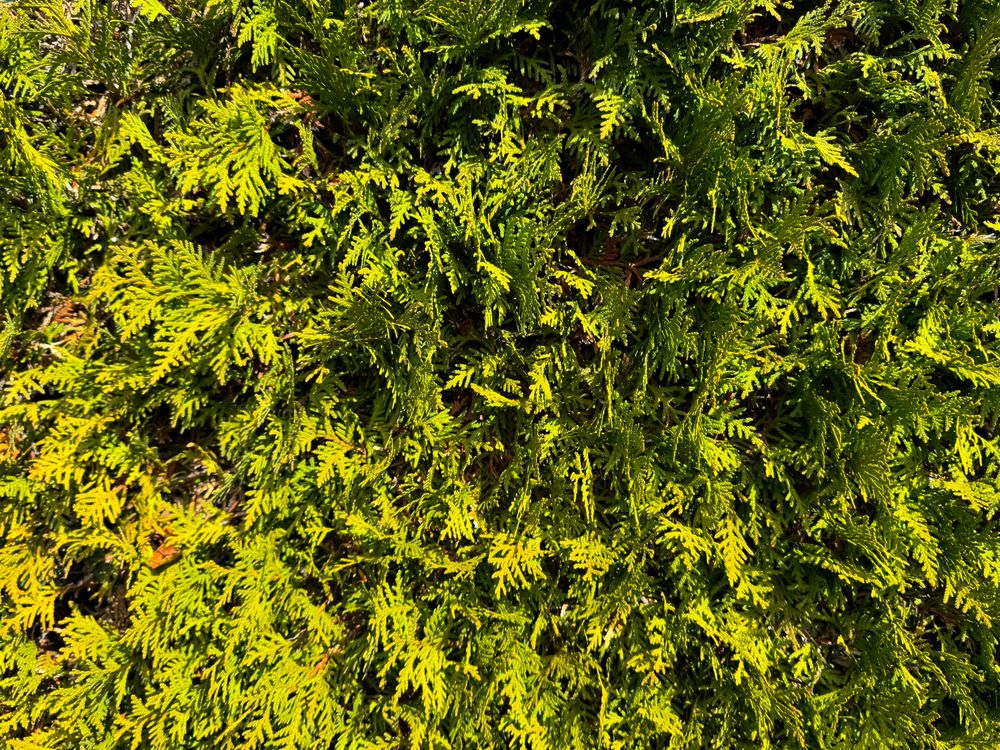 Top view of evergreen shrubs