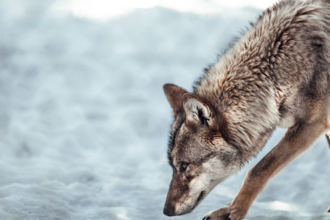 Wolf on hill near stones and snow