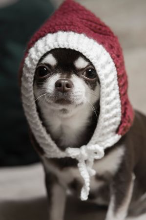Chihuahua in Festive Christmas Hat