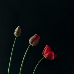Three red tulip flowers on in different stages of opening on dark background